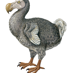 Dodo